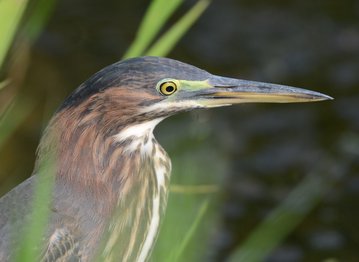 Green Heron - ML640418742
