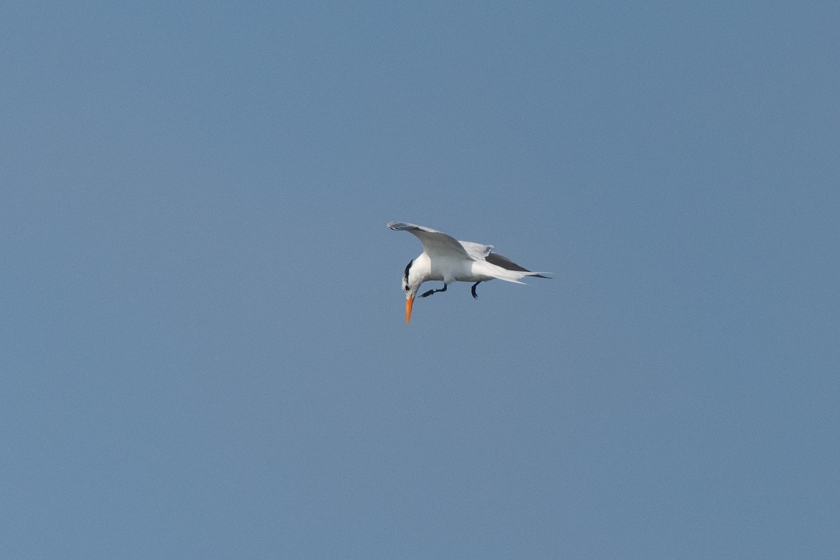 Royal Tern - ML640418743
