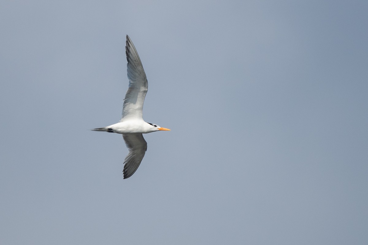 Royal Tern - ML640418744