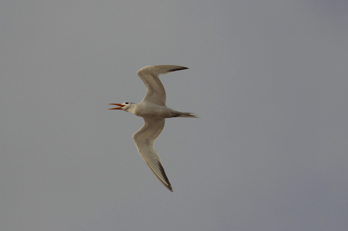 West African Crested Tern - ML640418747