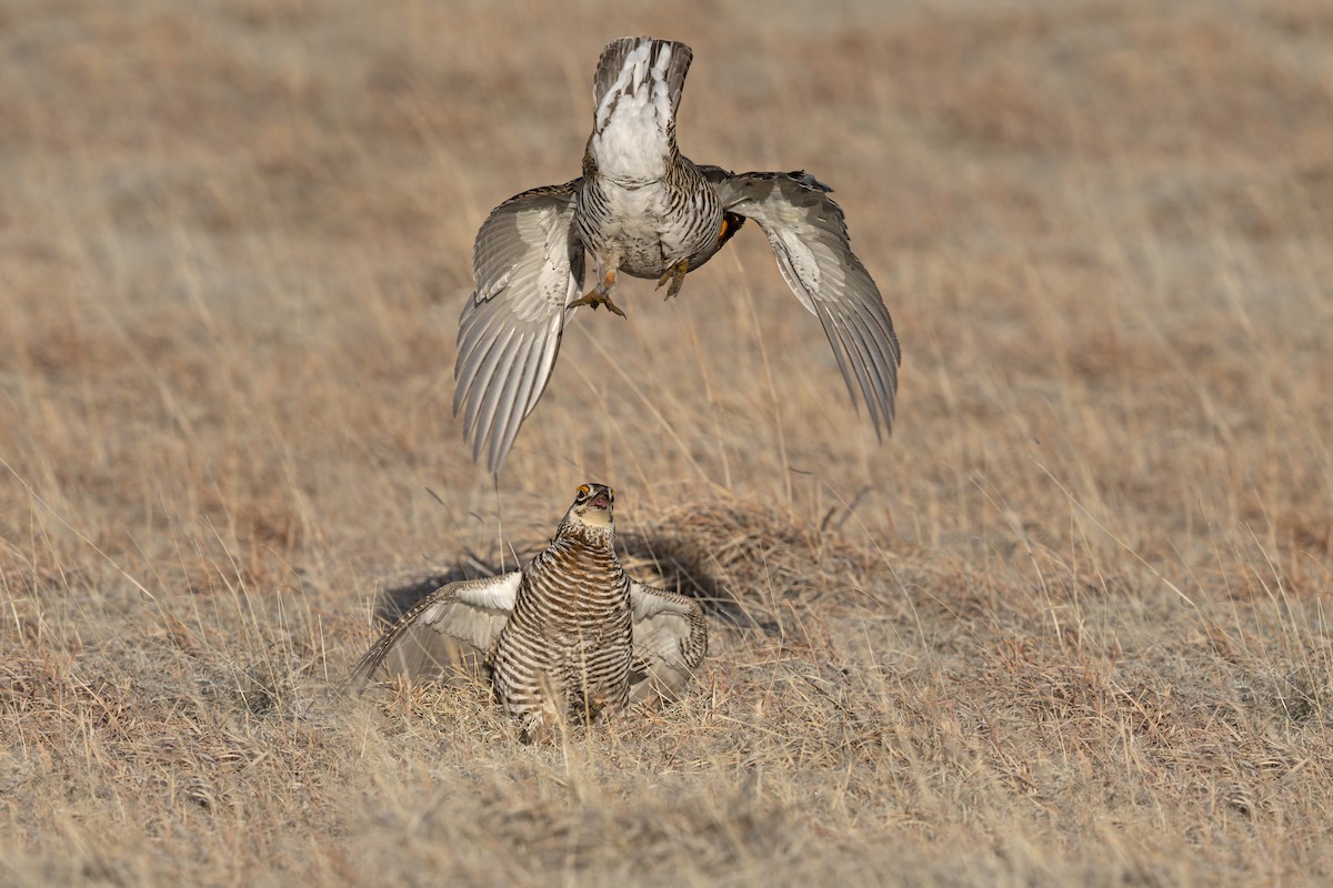 Greater Prairie-Chicken - ML640418753