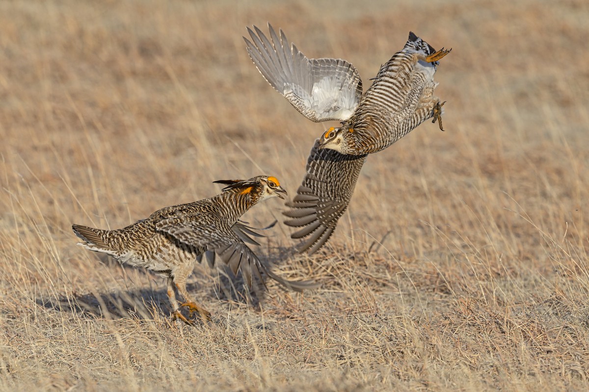 Greater Prairie-Chicken - ML640418754