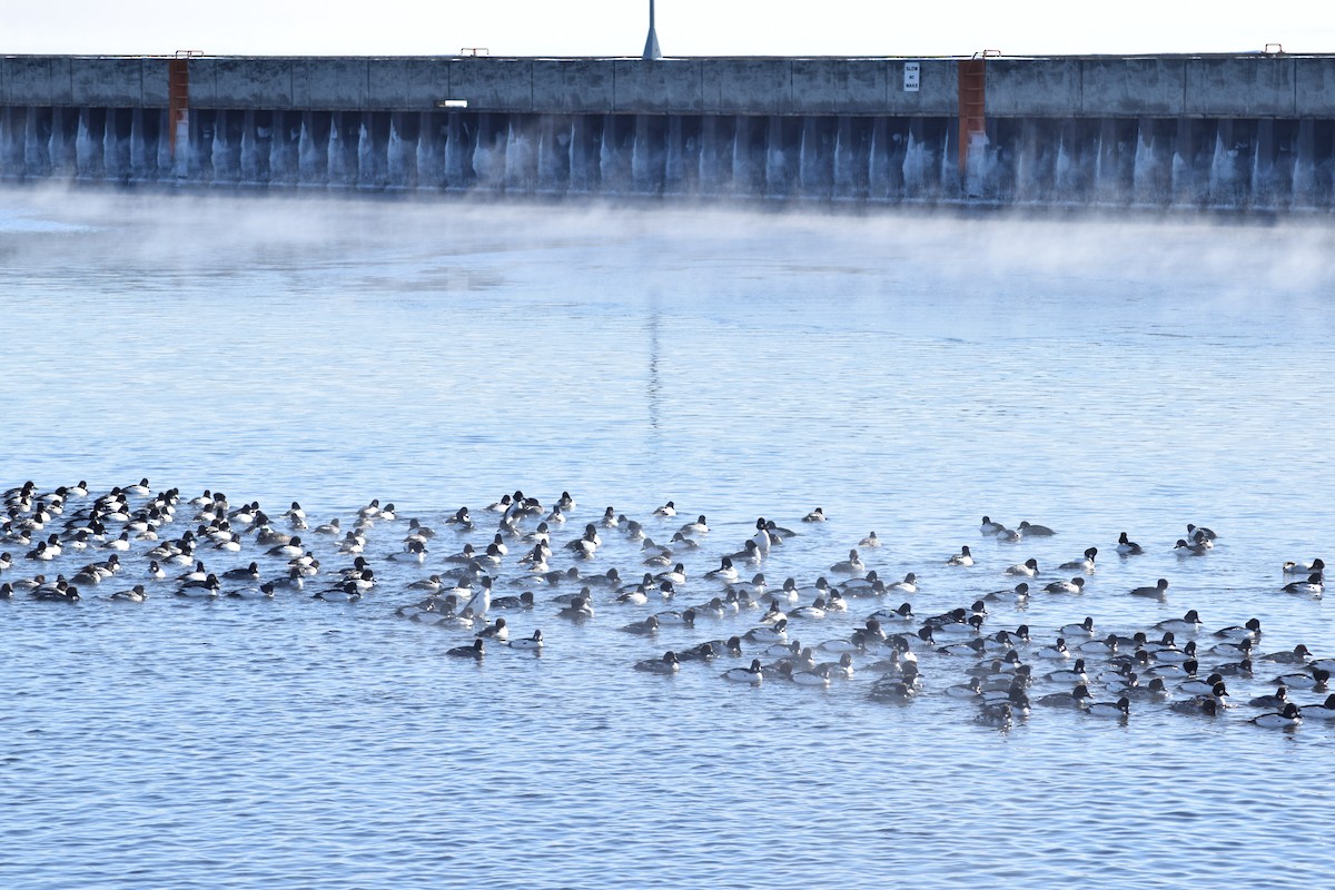 Common Goldeneye - ML640418758