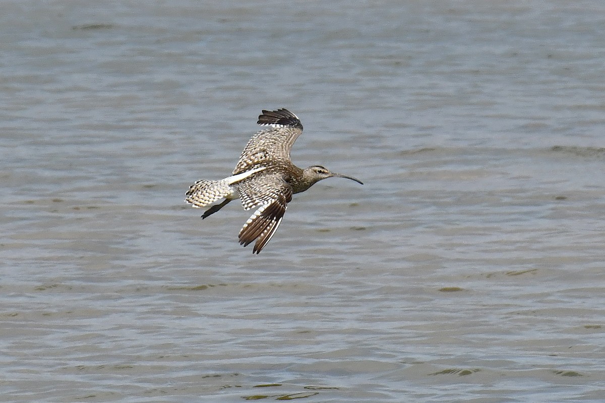 Whimbrel - ML640418759
