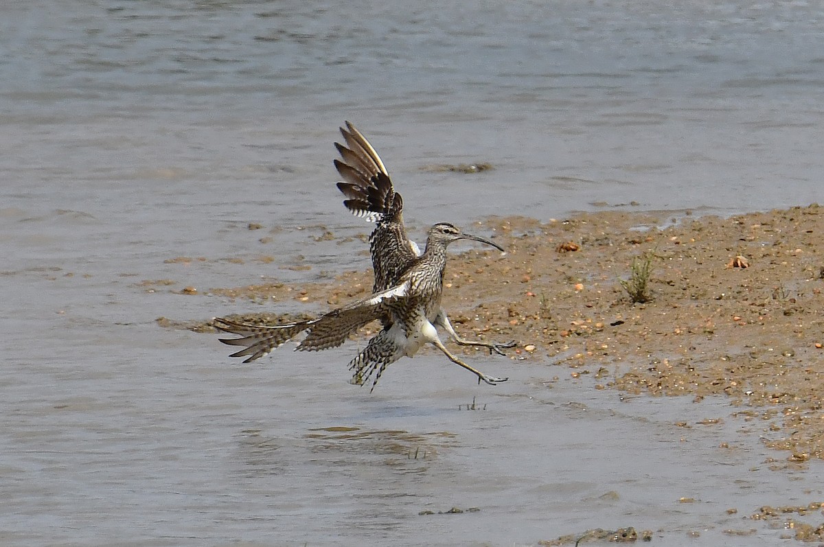 Whimbrel - ML640418760