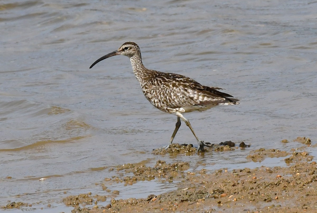 Whimbrel - ML640418761