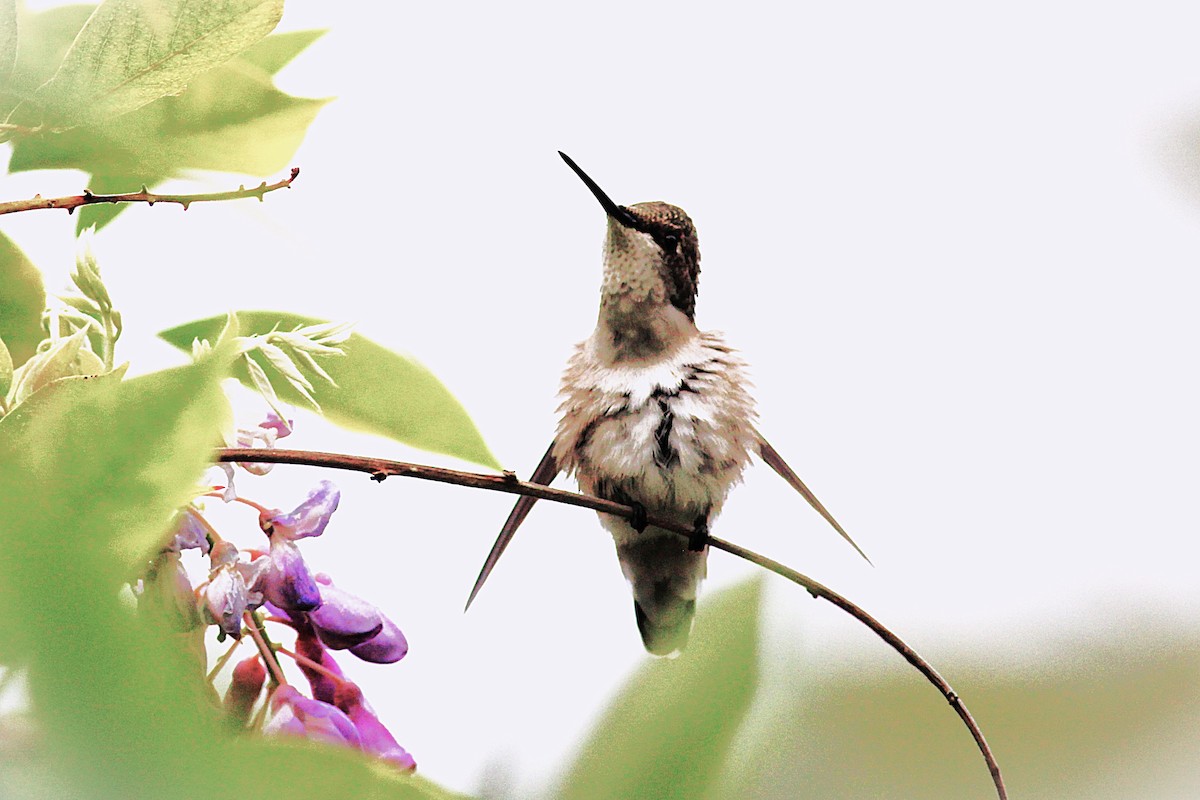 Ruby-throated Hummingbird - ML640418762