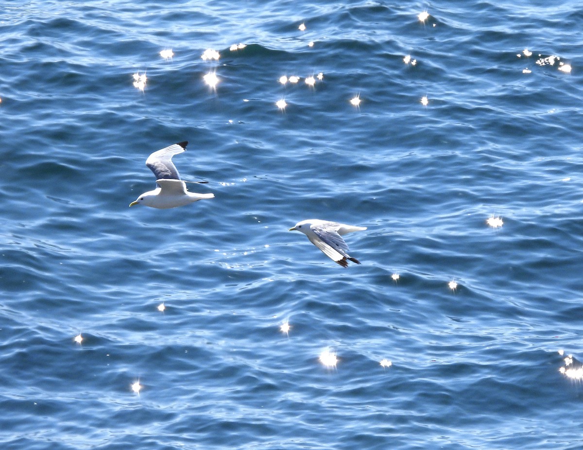 Black-legged Kittiwake - ML640418764