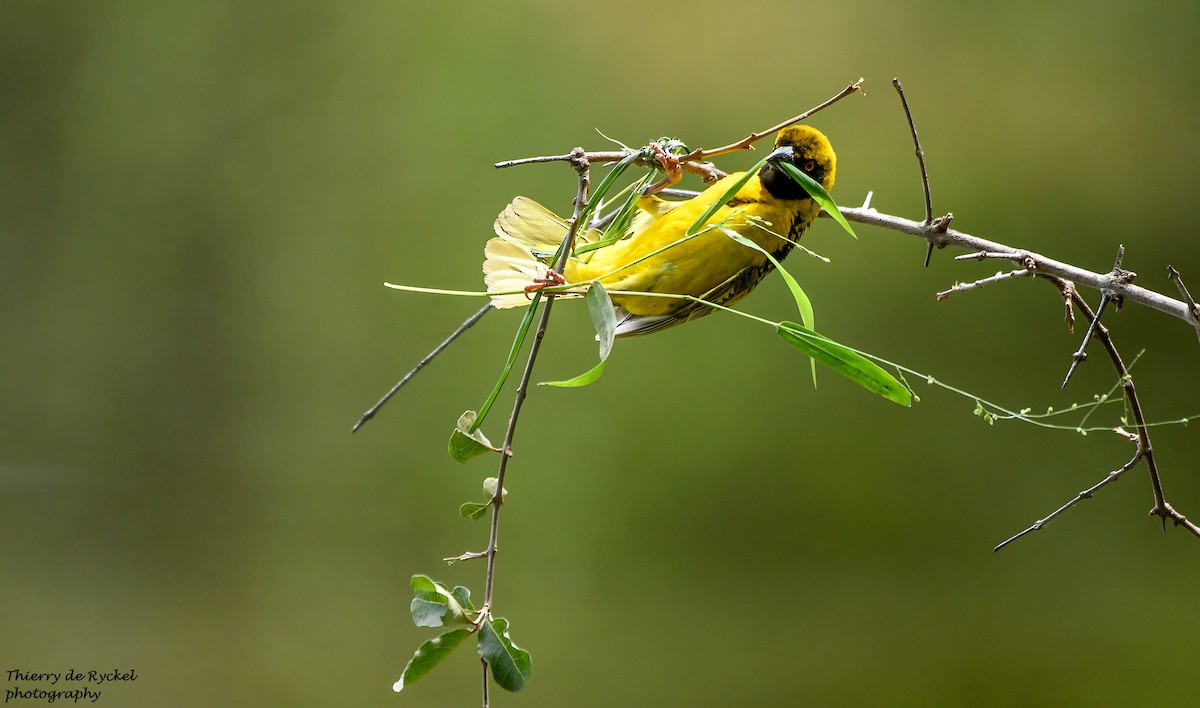 Güneyli Maskeli Dokumacı - ML640418766