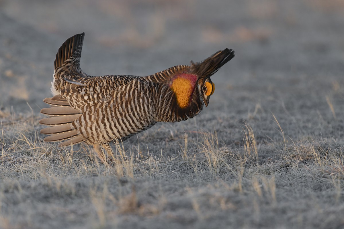 Greater Prairie-Chicken - ML640418774