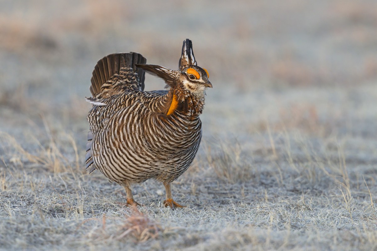 Greater Prairie-Chicken - ML640418775