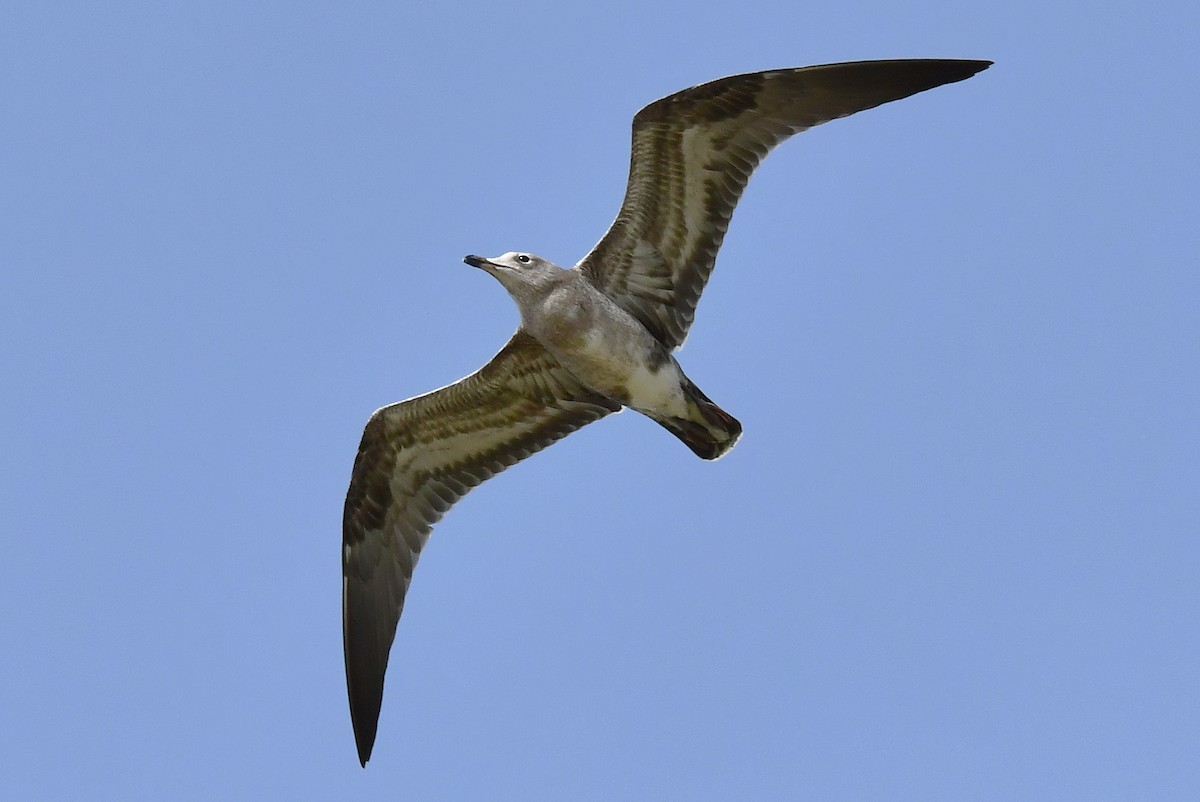 Audouin's Gull - ML640418776