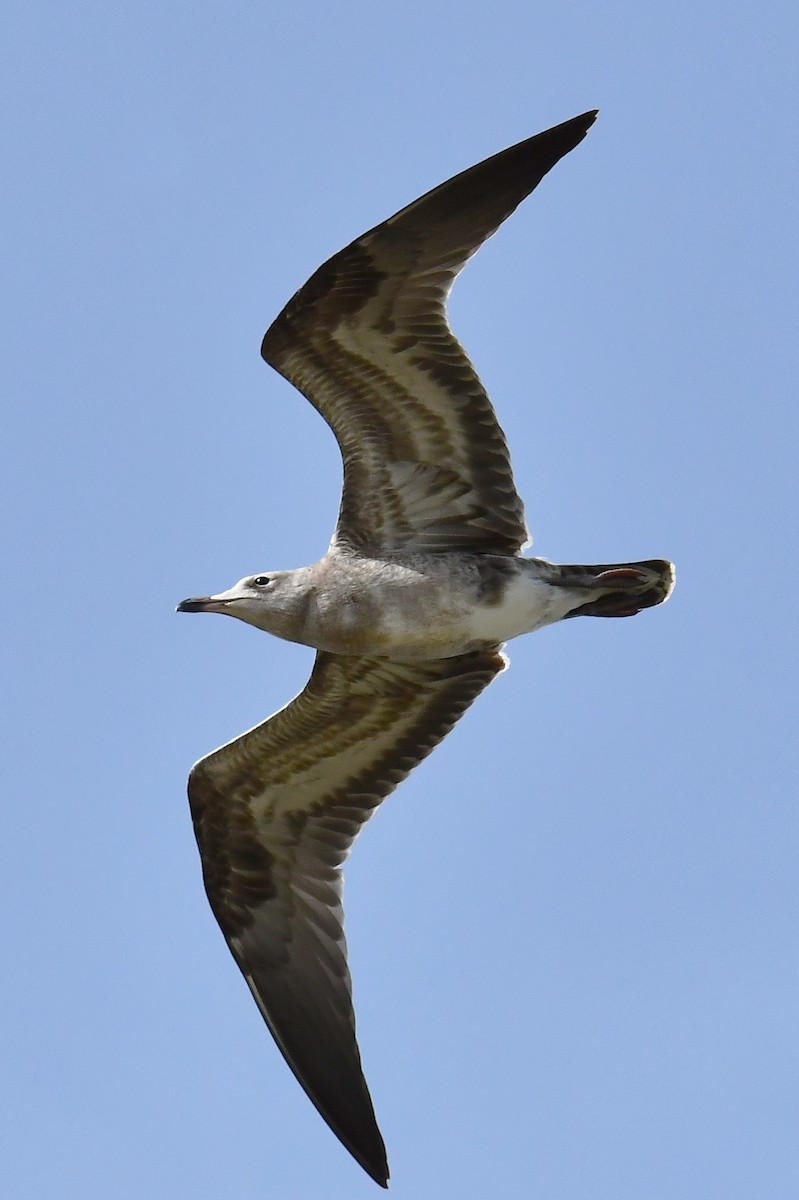 Audouin's Gull - ML640418777