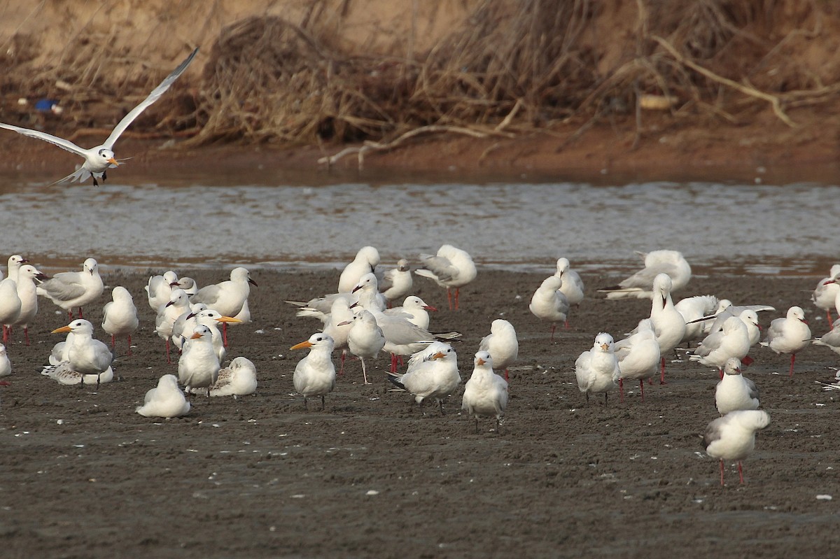 West African Crested Tern - ML640418779