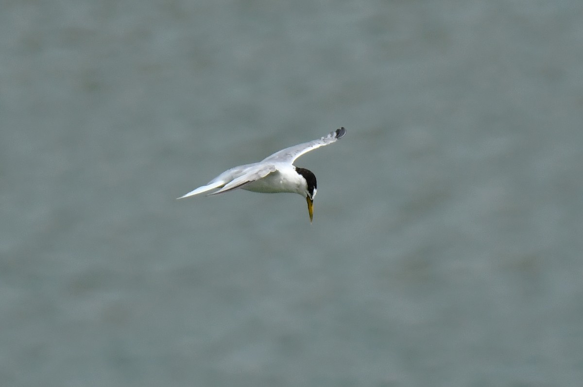 Little Tern - ML640418790
