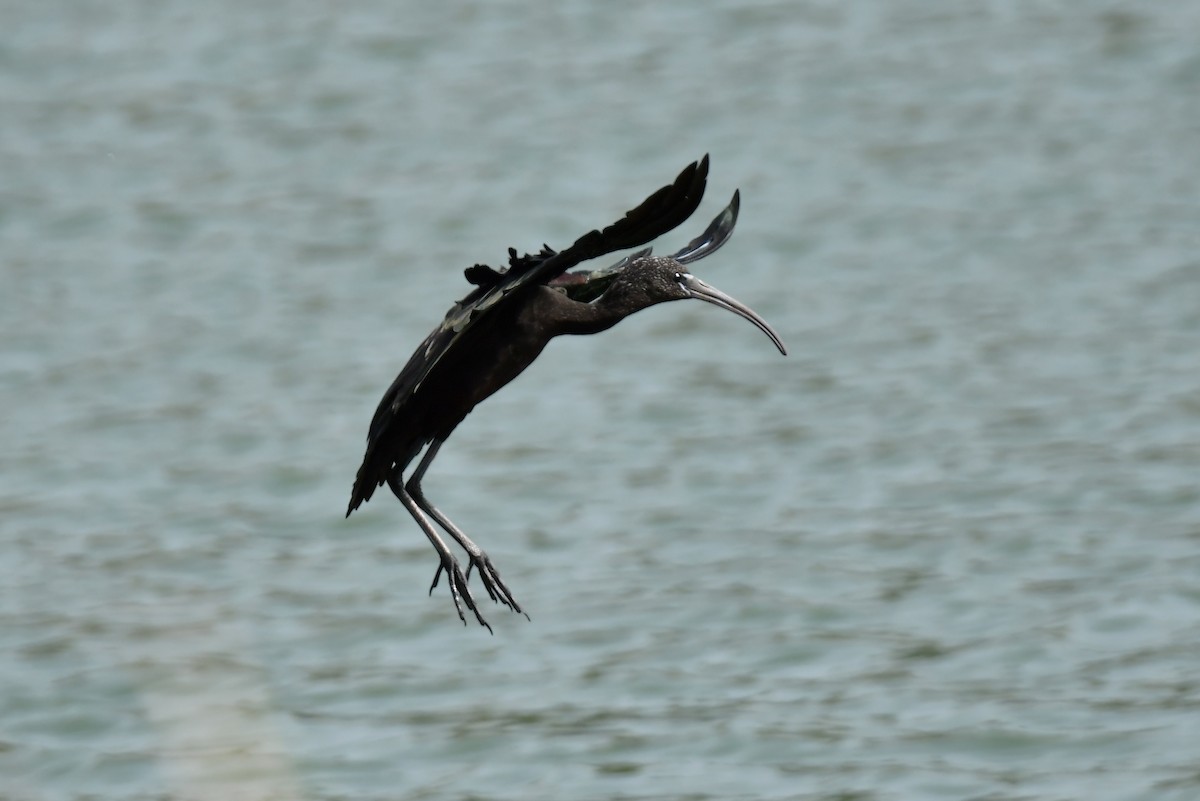 Glossy Ibis - ML640418812
