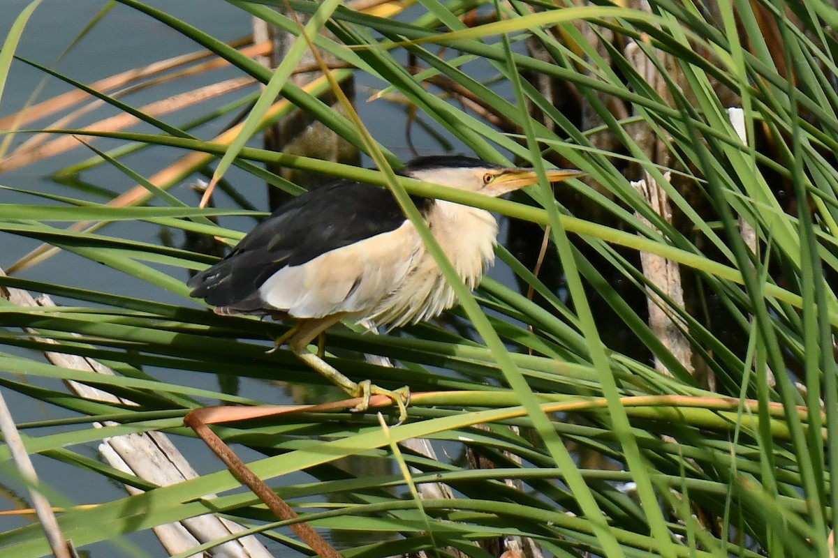 Little Bittern - ML640418820