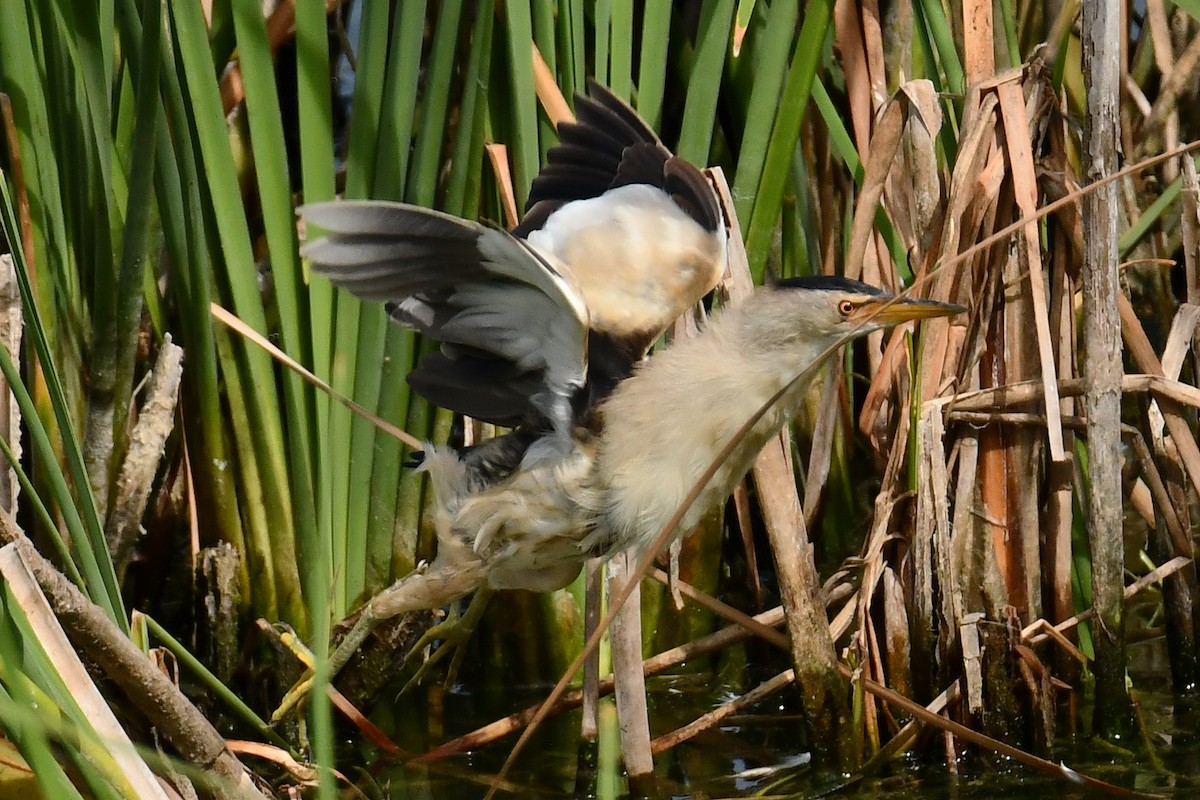 Little Bittern - ML640418822