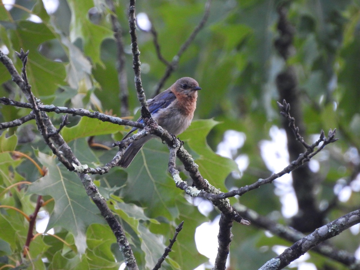 Eastern Bluebird - ML640418829