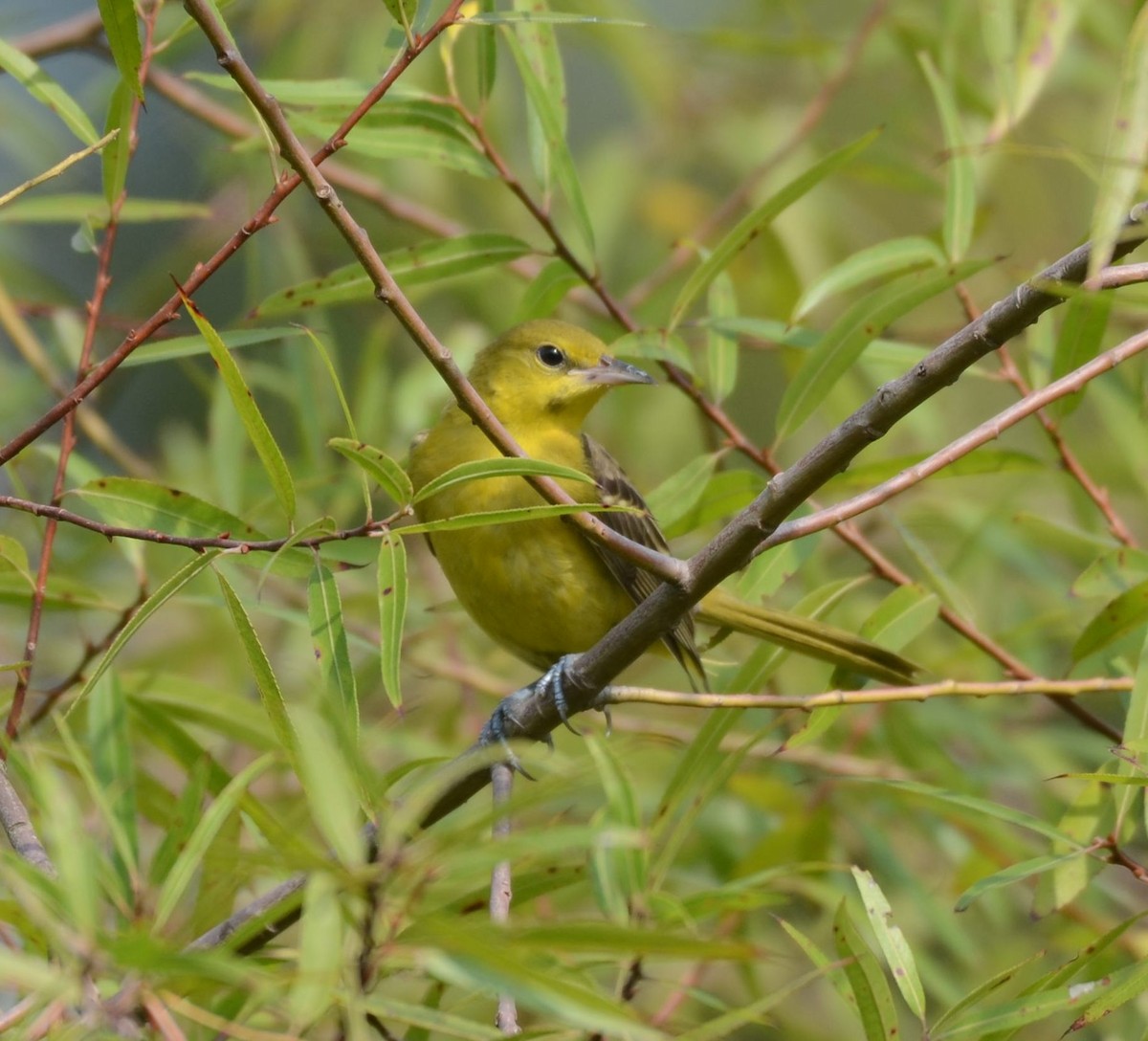 Orchard Oriole - ML640418831