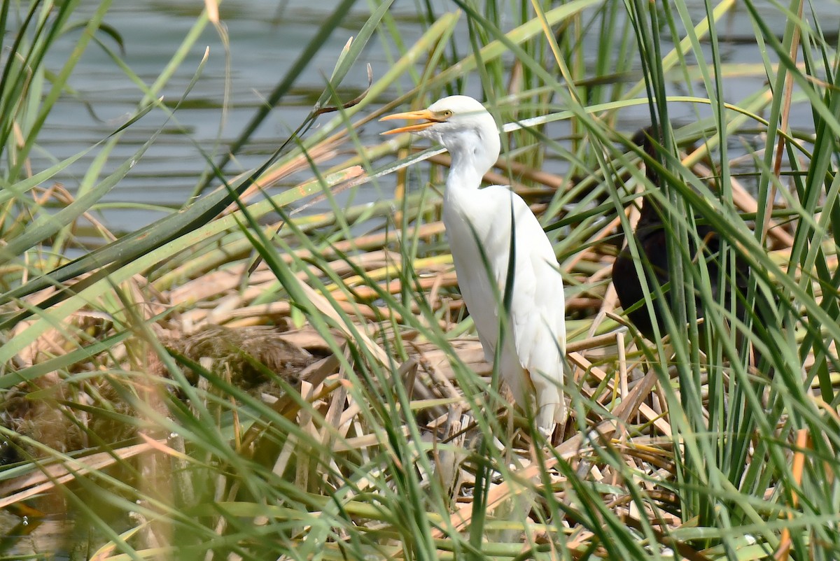 Western Cattle-Egret - ML640418833