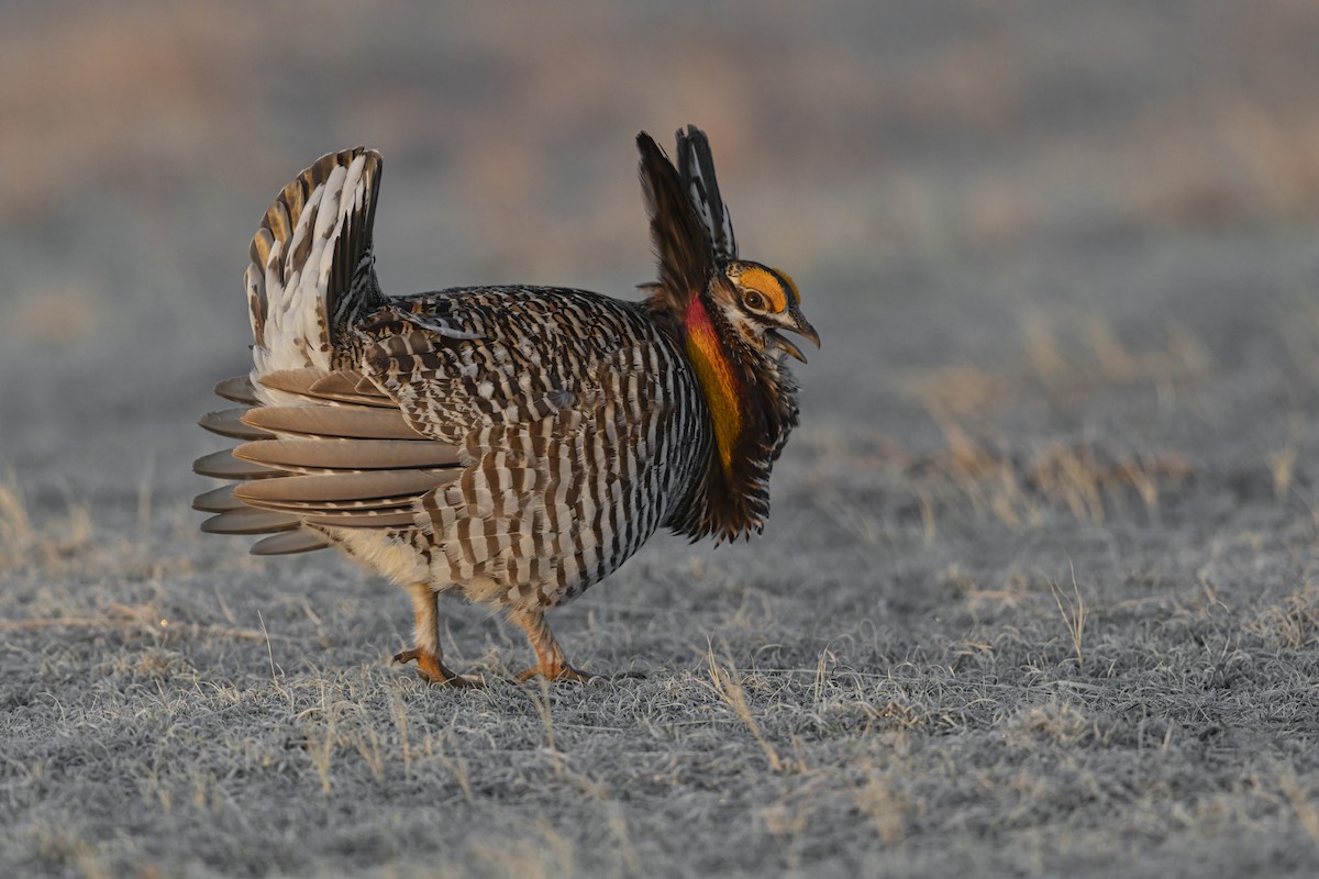 Greater Prairie-Chicken - ML640418841