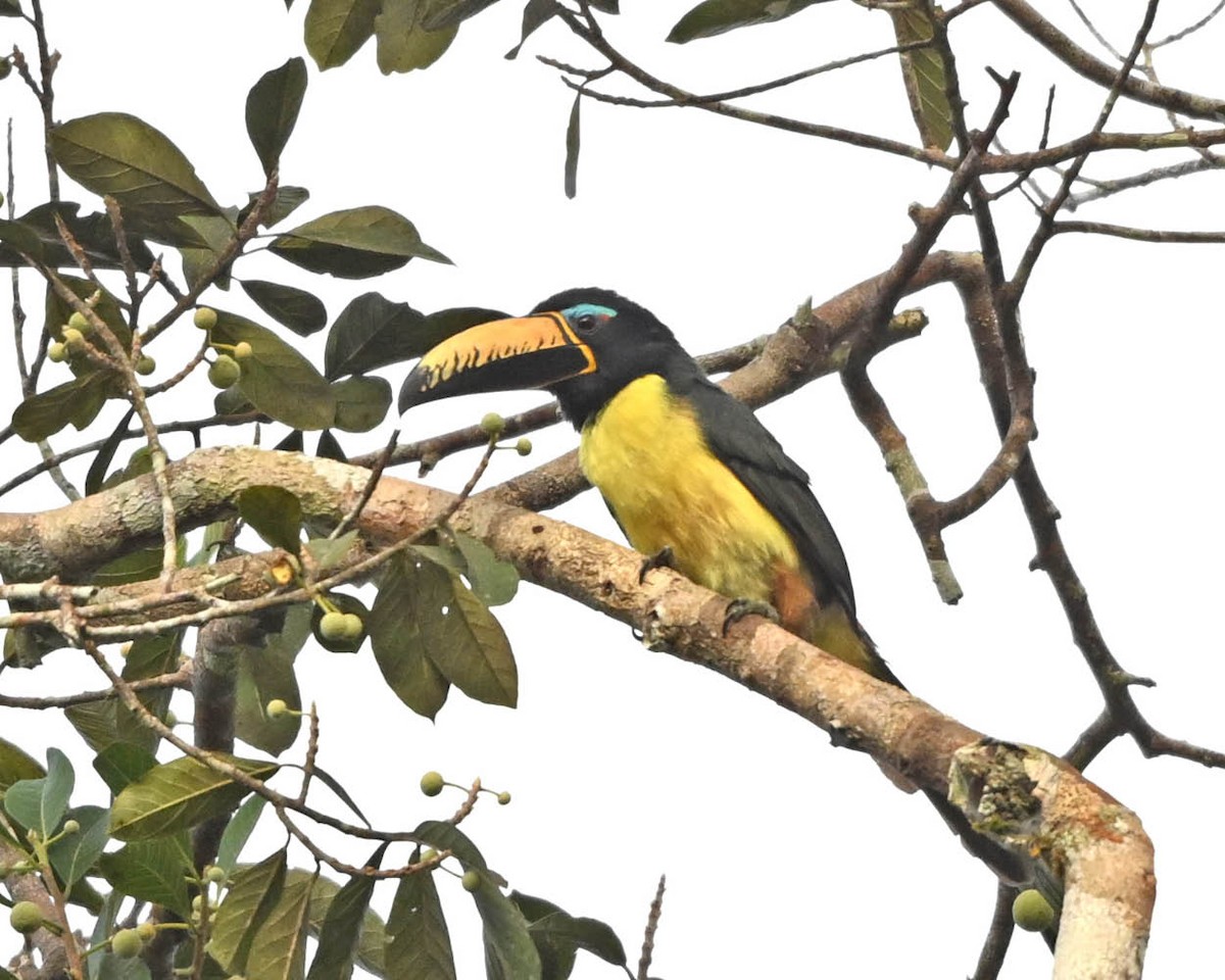 Lettered Aracari - ML640418873