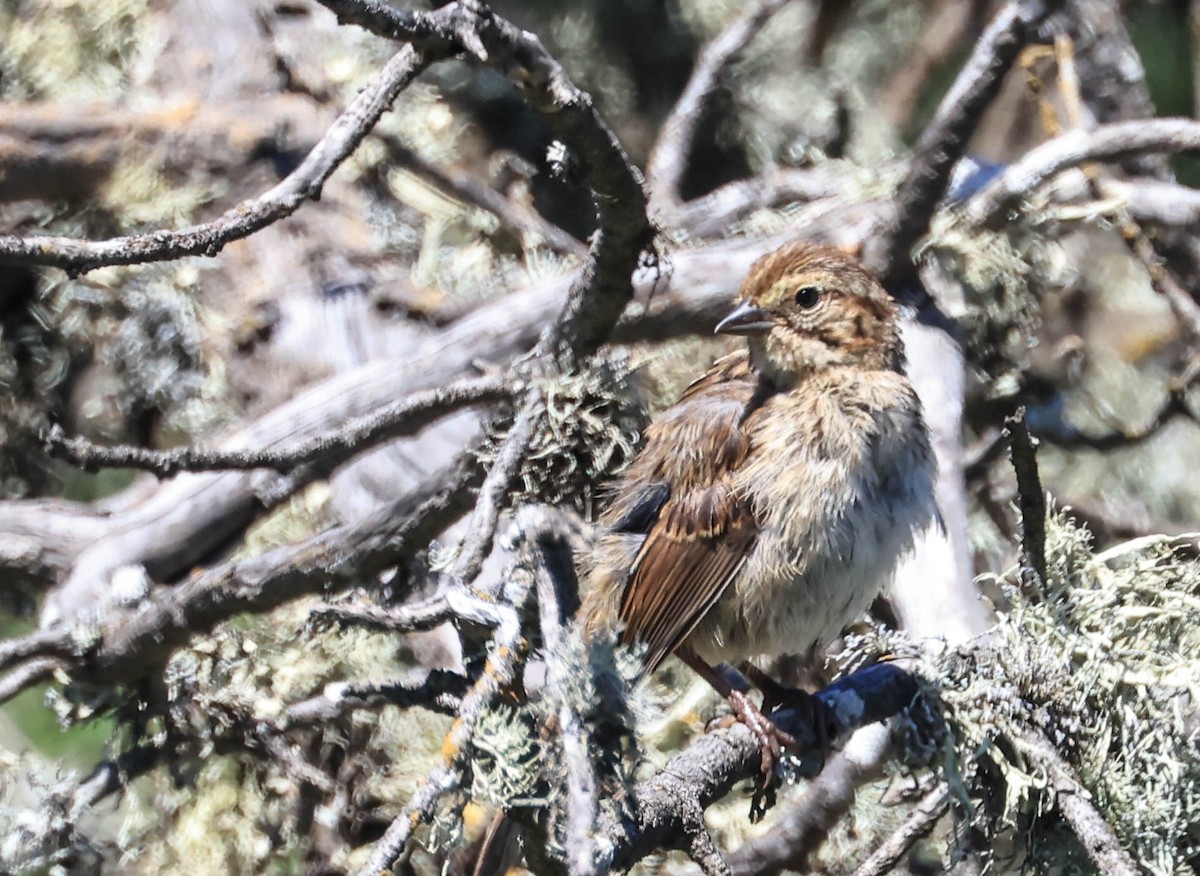 new world sparrow sp. - ML640418877