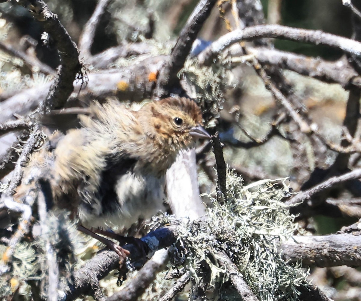 new world sparrow sp. - ML640418880
