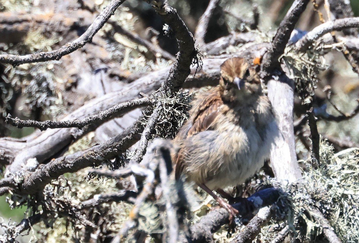 new world sparrow sp. - ML640418884