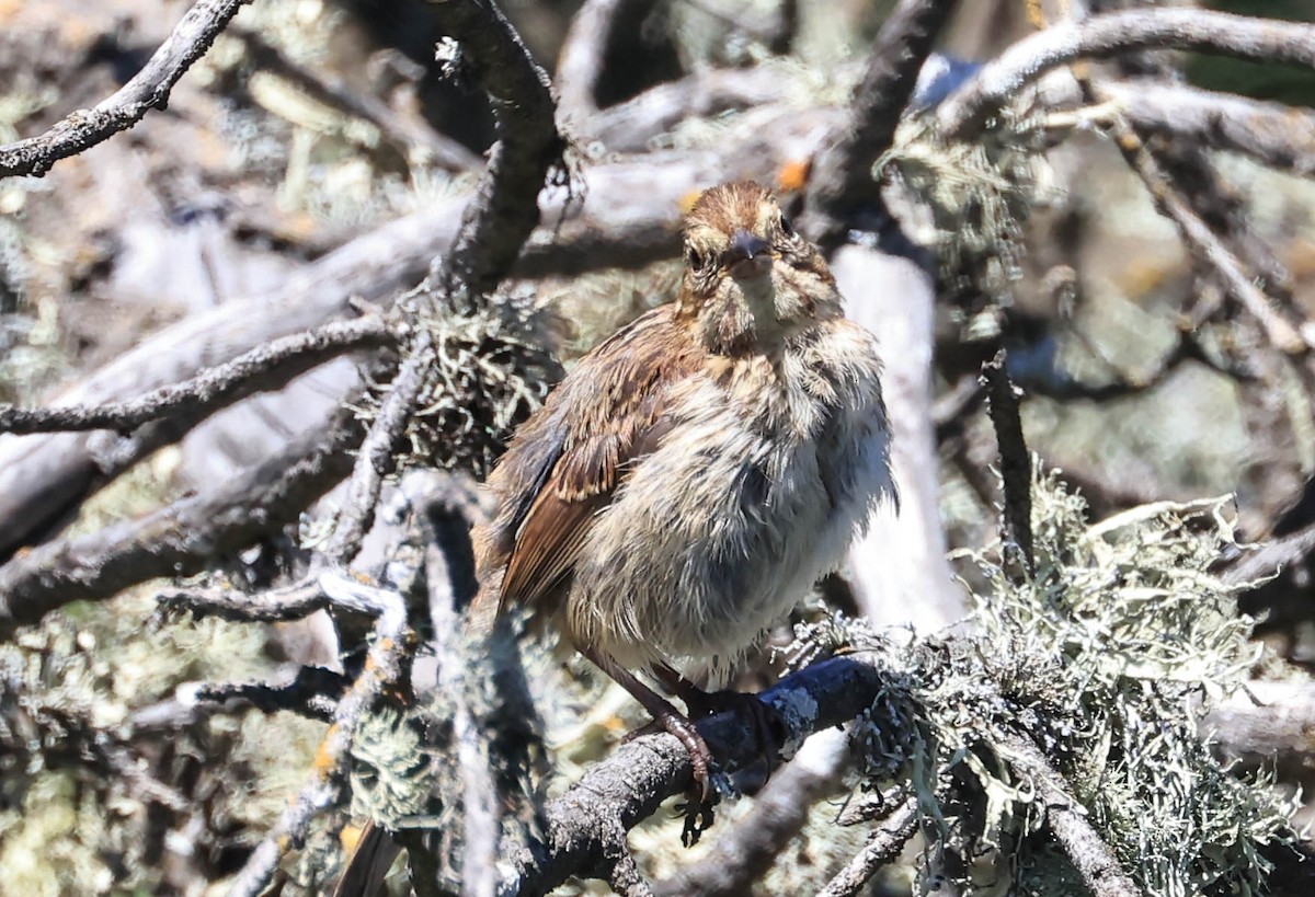 new world sparrow sp. - ML640418887