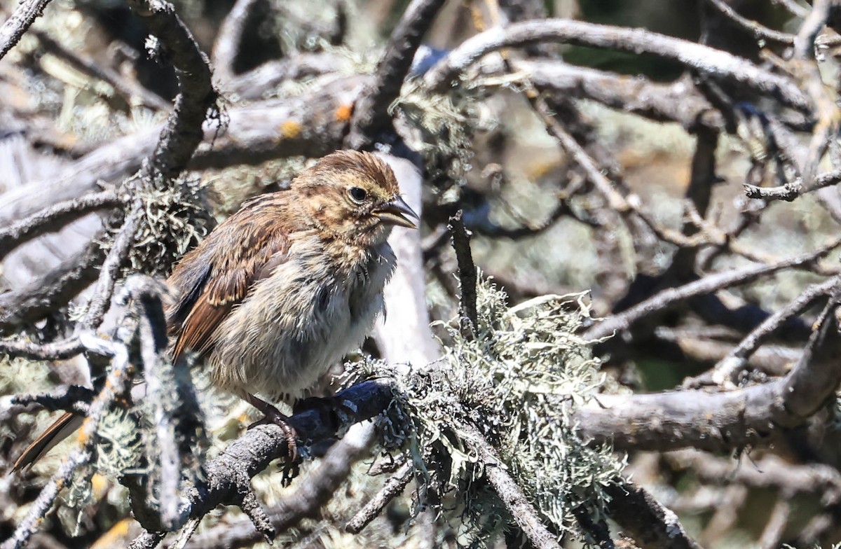 new world sparrow sp. - ML640418888