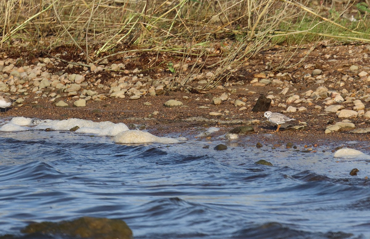 Piping Plover - ML640418902