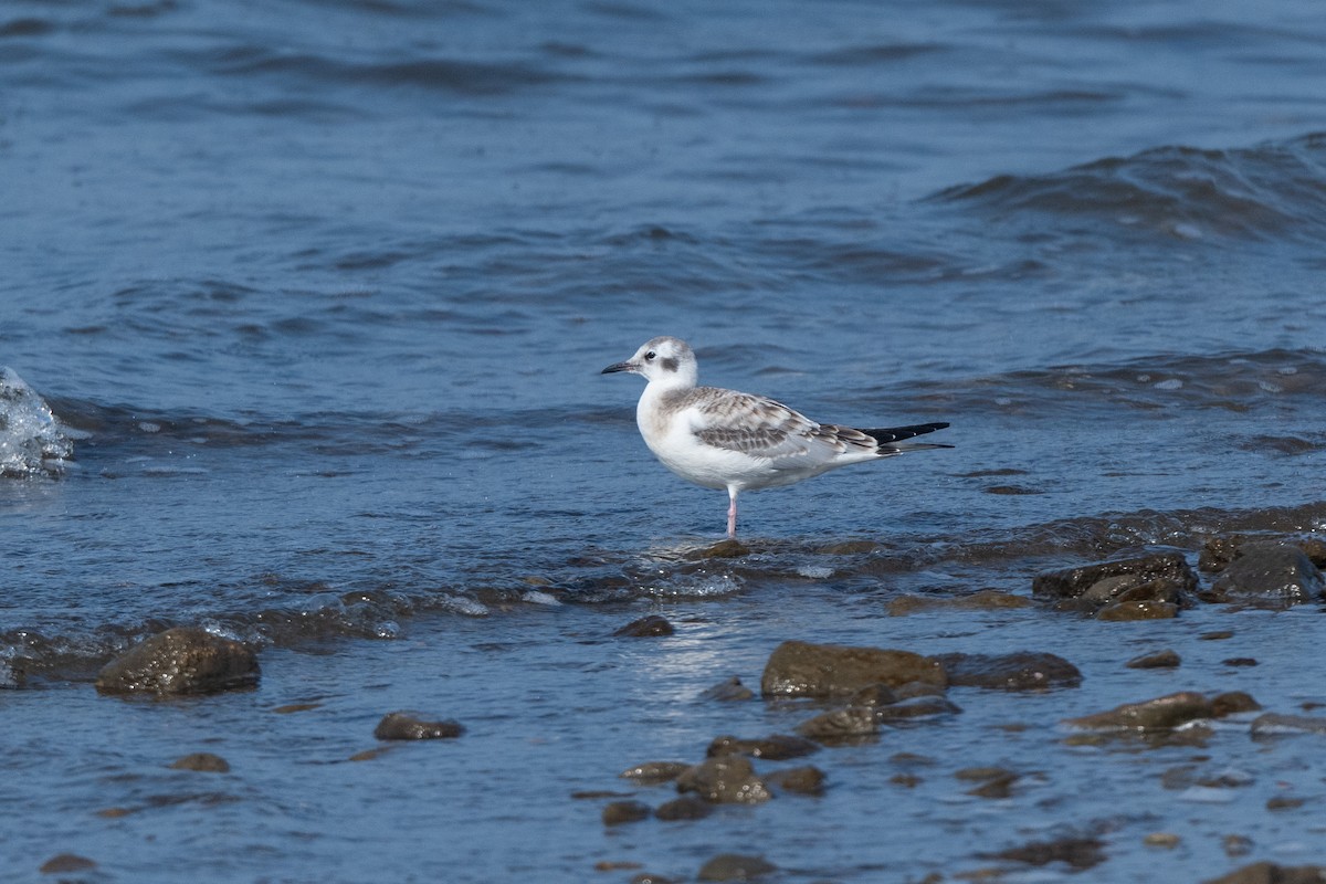 Bonaparte's Gull - ML640418919