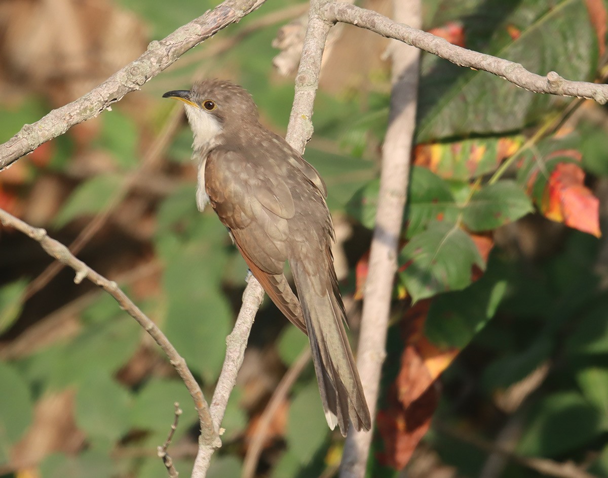 Yellow-billed Cuckoo - ML640418930