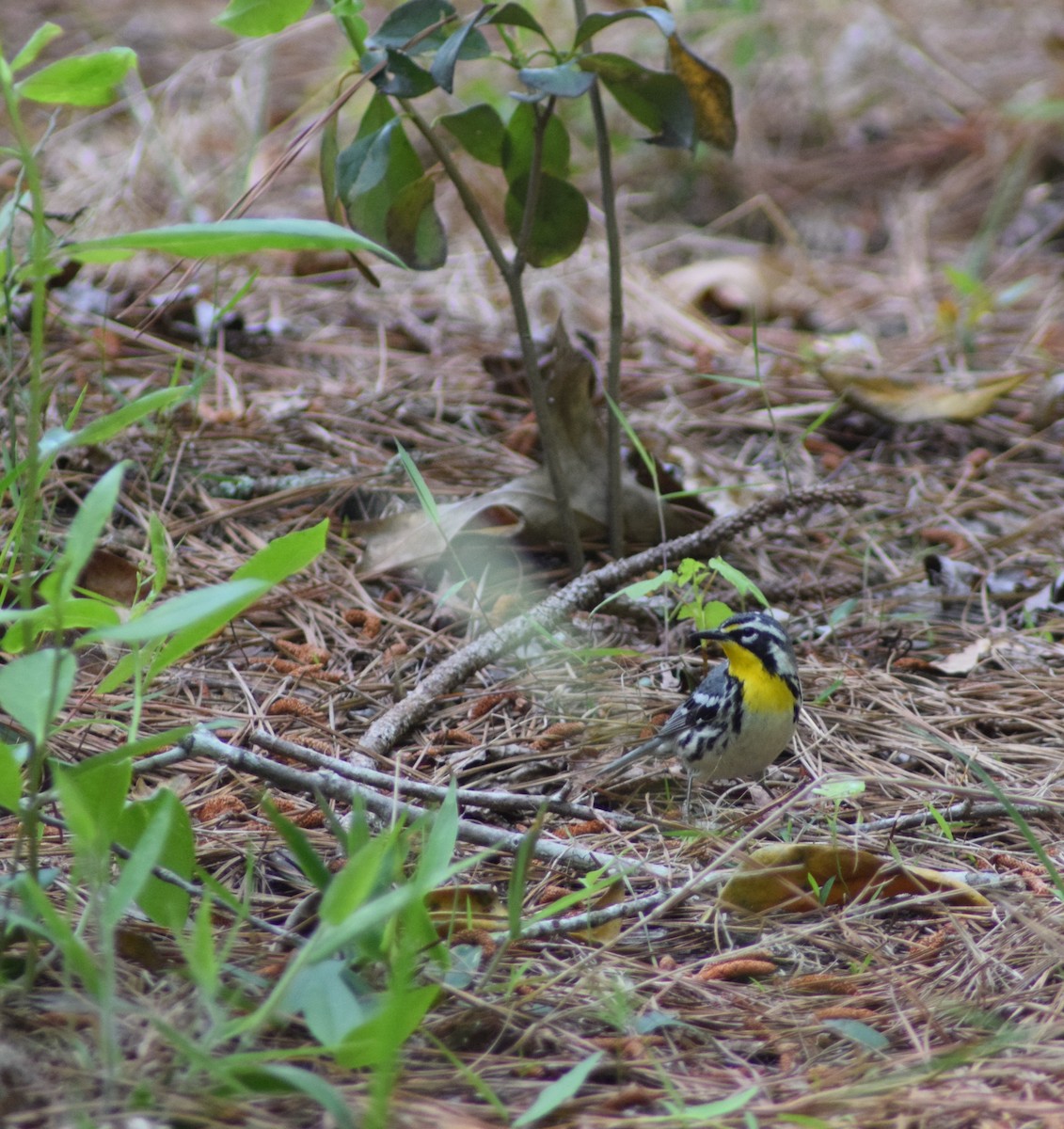 Yellow-throated Warbler - ML640418976