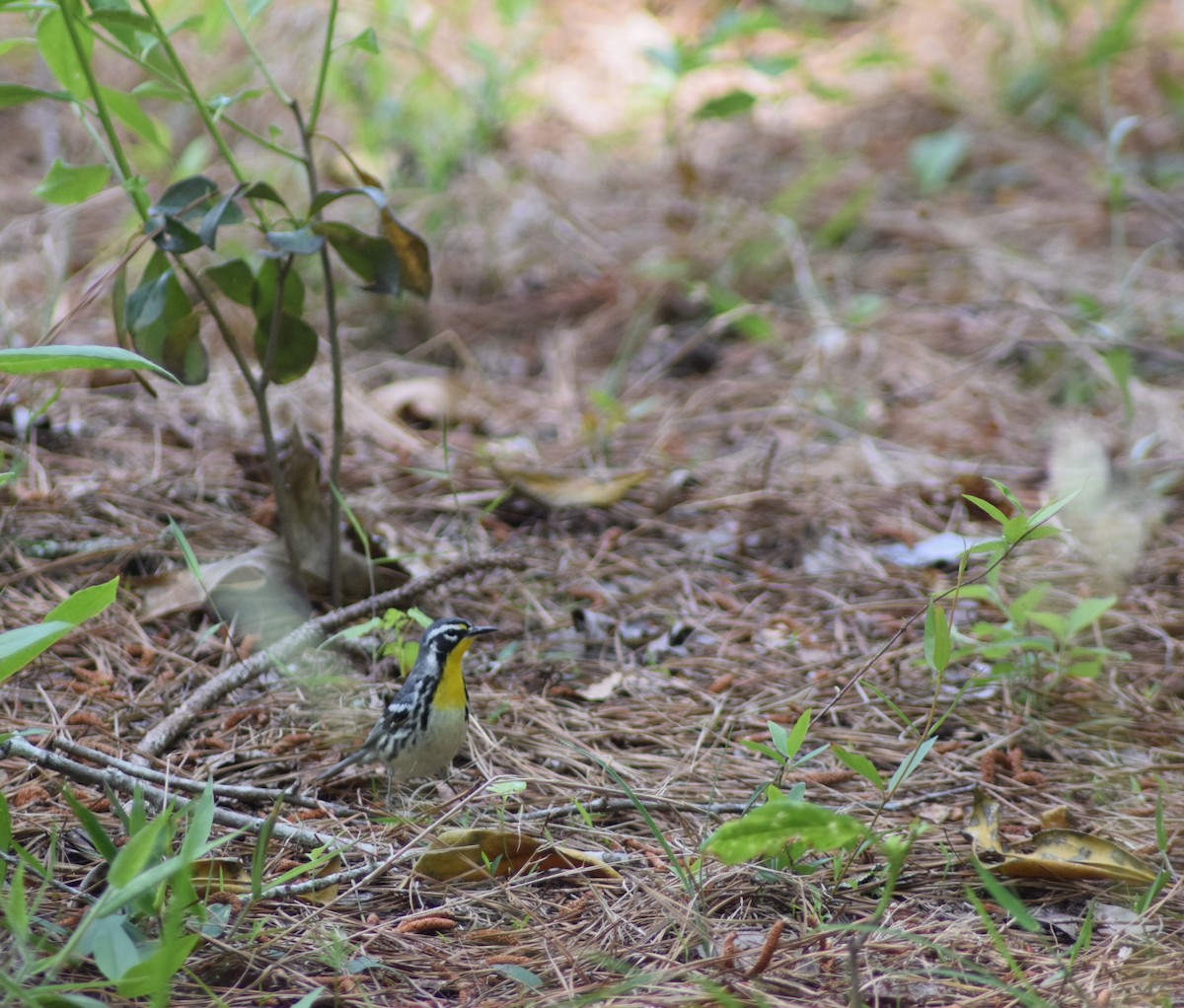 Yellow-throated Warbler - ML640418977