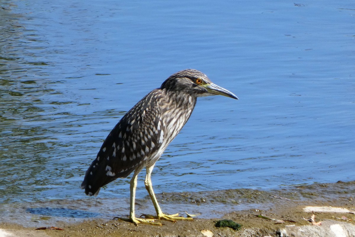 Ногоовор зашин - ML640418985