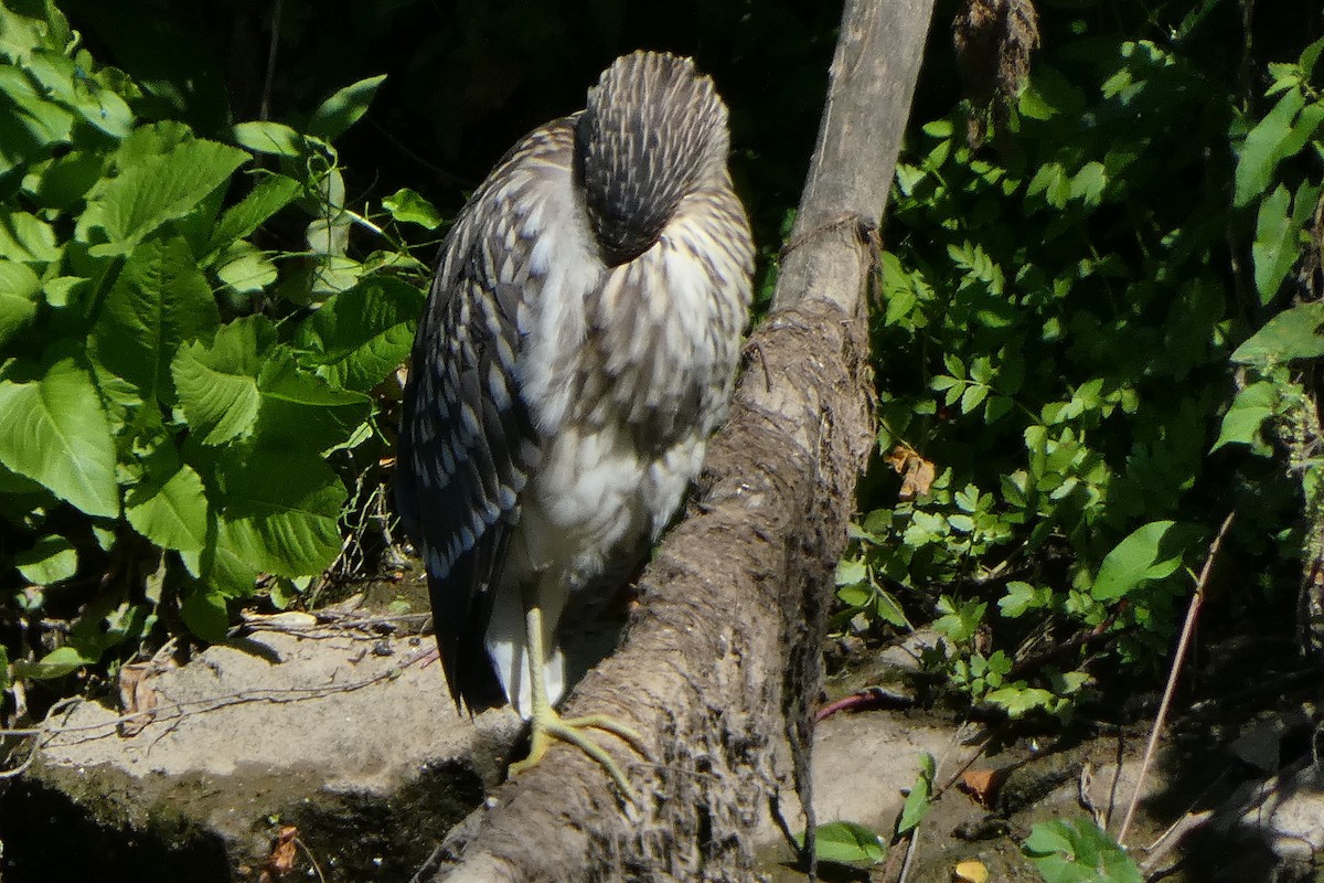 Ногоовор зашин - ML640418986