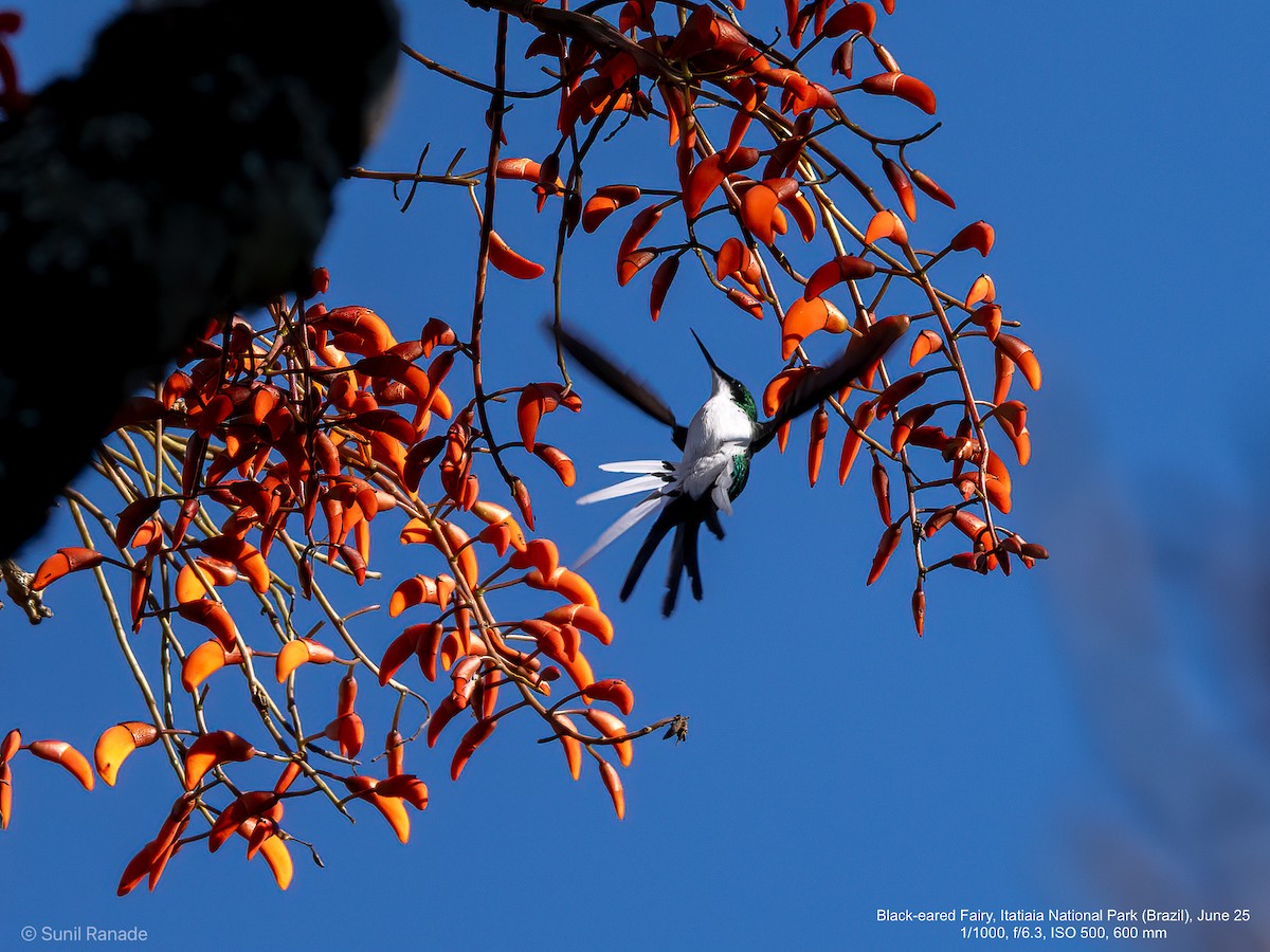 Black-eared Fairy - ML640419027