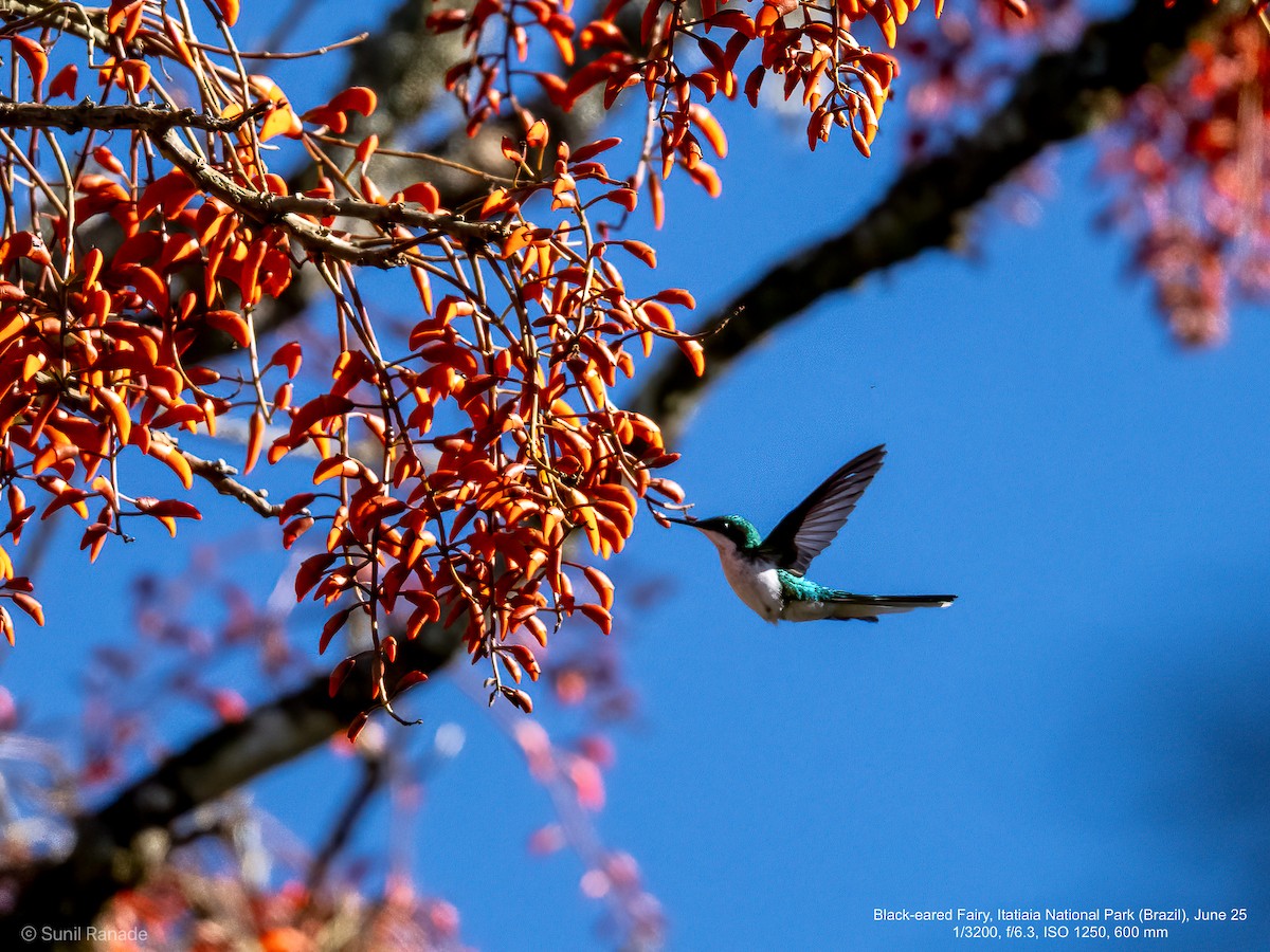 Black-eared Fairy - ML640419028