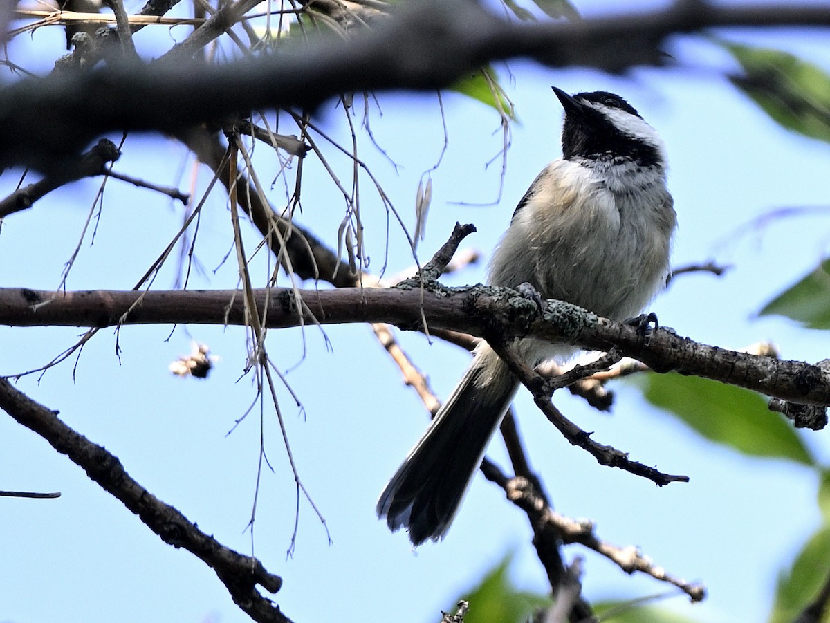 Black-capped Chickadee - ML640419036