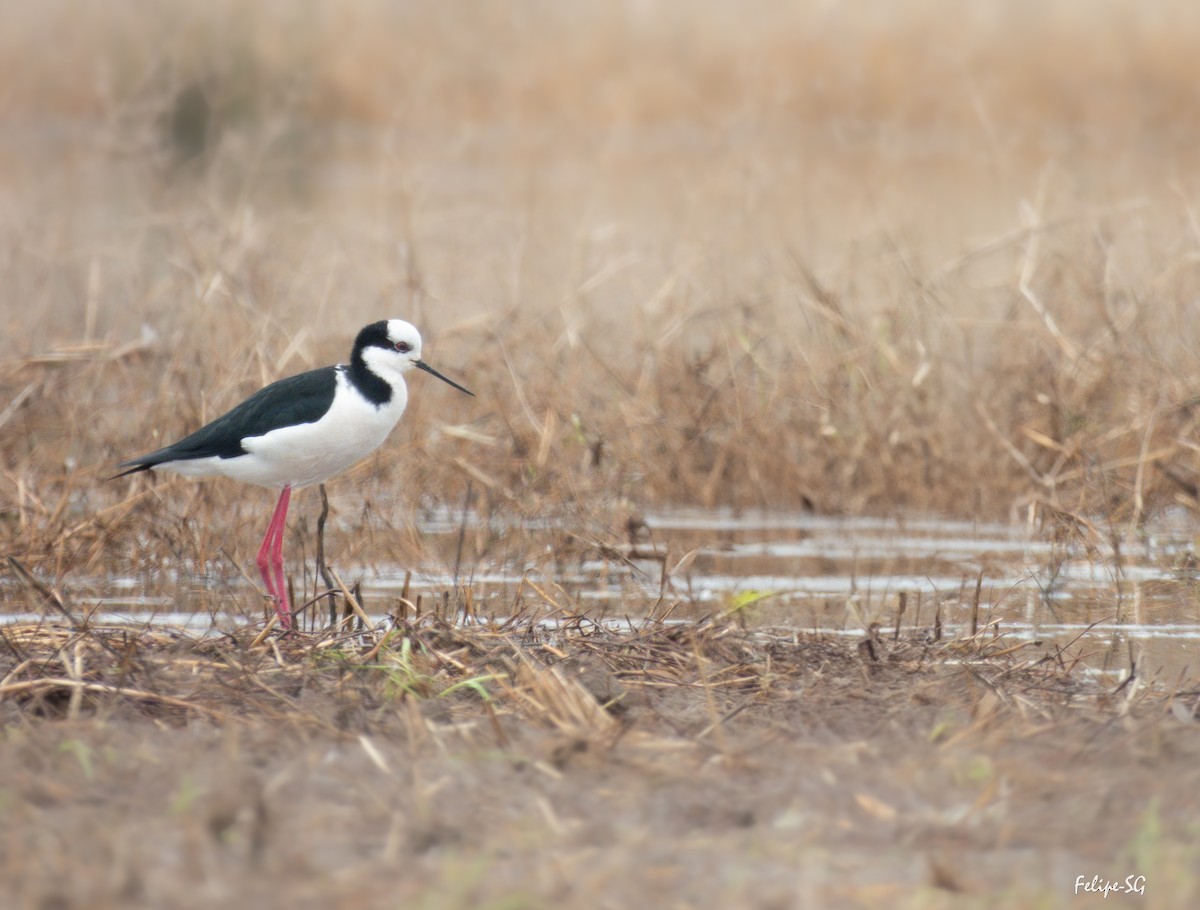 Black-necked Stilt - ML640419038
