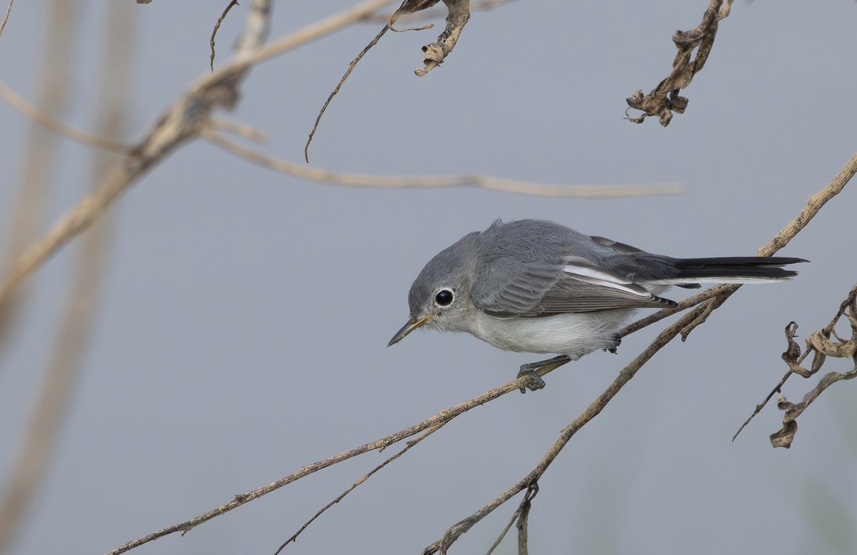 Blue-gray Gnatcatcher - ML640419060