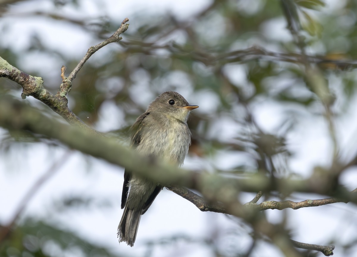Eastern Wood-Pewee - ML640419064