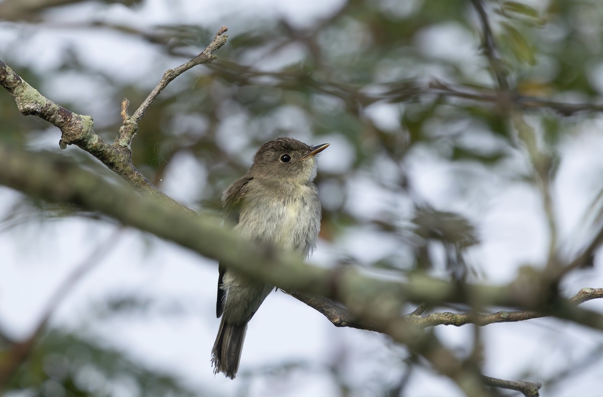 Eastern Wood-Pewee - ML640419065