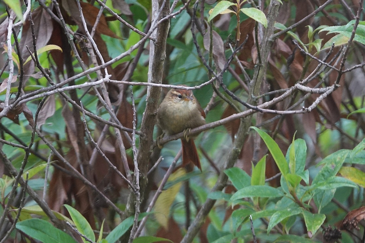 Line-cheeked Spinetail - ML640419073