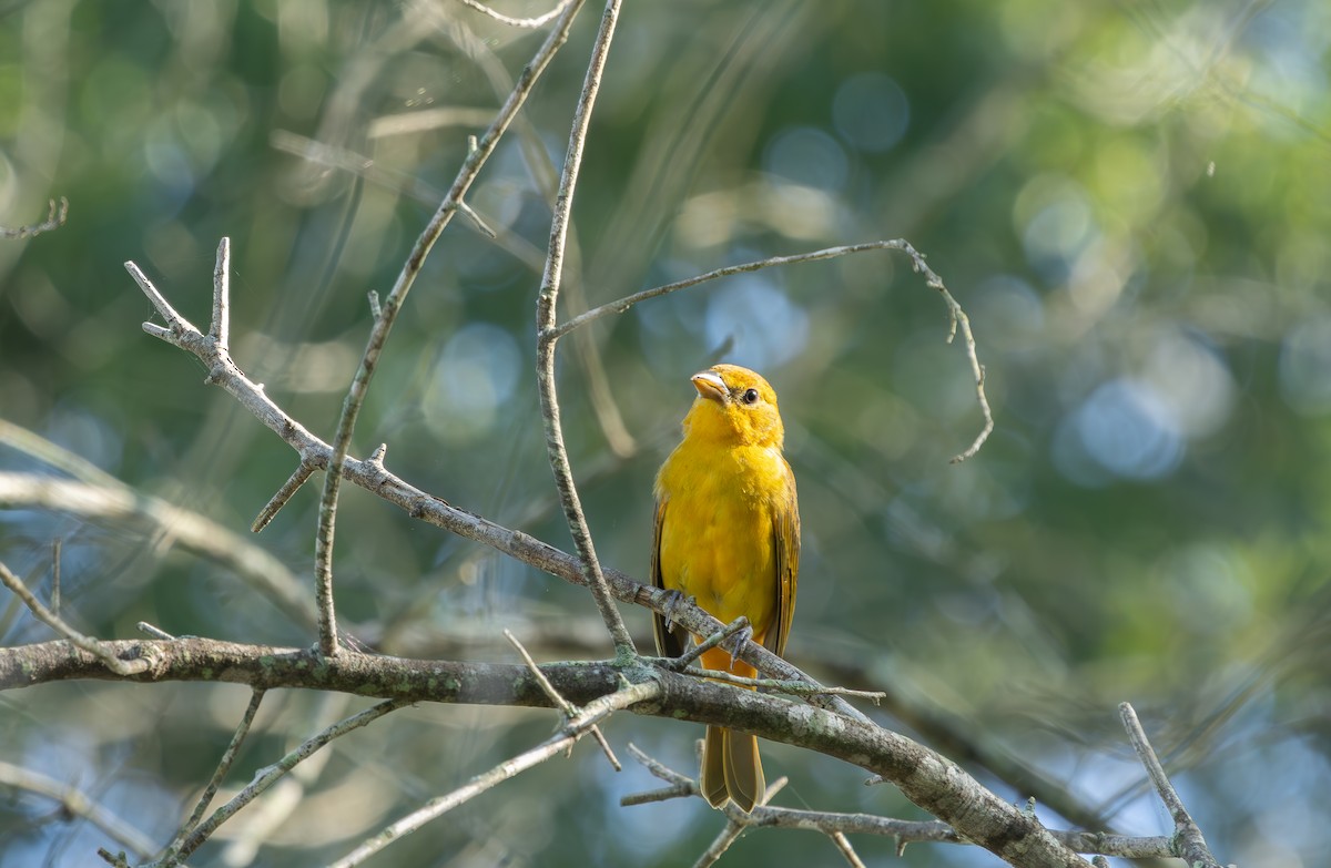 Summer Tanager - ML640419075