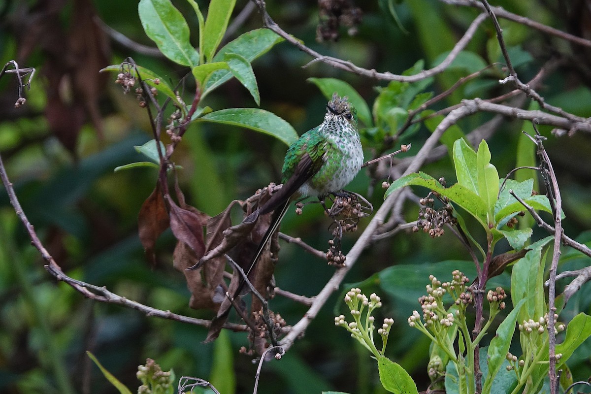 Green-tailed Trainbearer - ML640419082