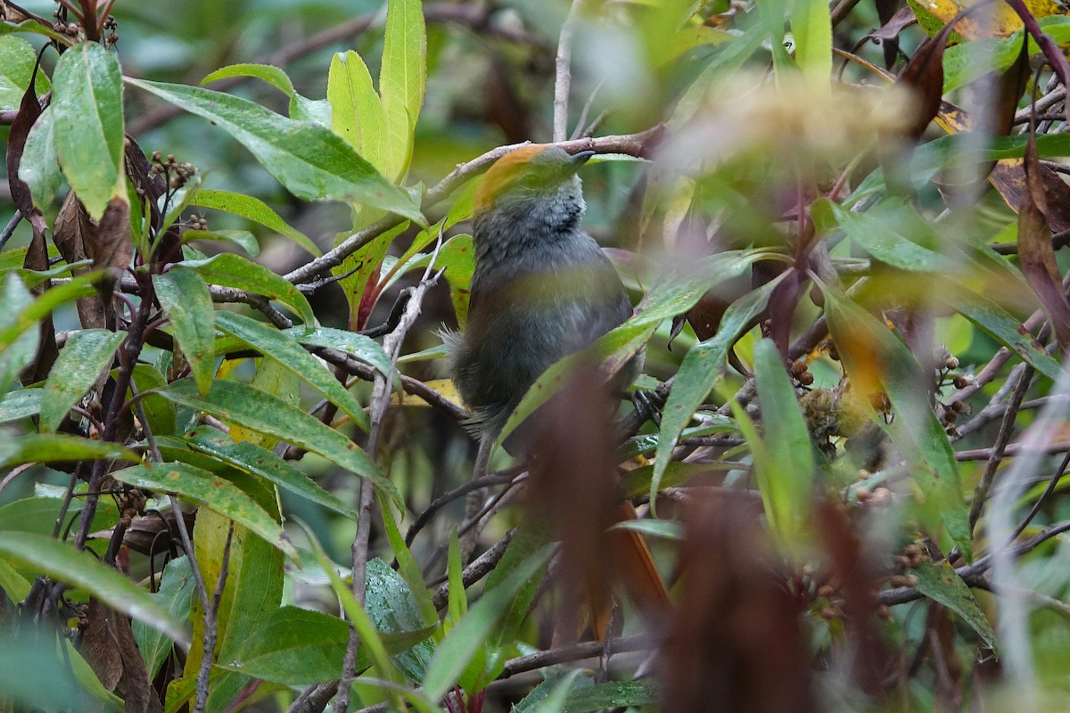 Azara's Spinetail - ML640419097